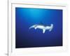 Scalloped Hammerhead Shark, Cocos Island, Costa Rica-Stuart Westmoreland-Framed Photographic Print