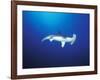 Scalloped Hammerhead Shark, Cocos Island, Costa Rica-Stuart Westmoreland-Framed Photographic Print