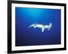 Scalloped Hammerhead Shark, Cocos Island, Costa Rica-Stuart Westmoreland-Framed Photographic Print