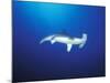 Scalloped Hammerhead Shark, Cocos Island, Costa Rica-Stuart Westmoreland-Mounted Photographic Print