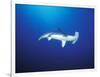 Scalloped Hammerhead Shark, Cocos Island, Costa Rica-Stuart Westmoreland-Framed Photographic Print