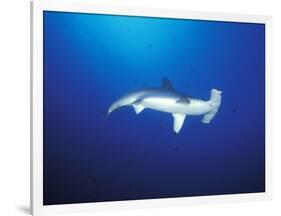 Scalloped Hammerhead Shark, Cocos Island, Costa Rica-Stuart Westmoreland-Framed Photographic Print