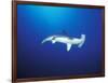 Scalloped Hammerhead Shark, Cocos Island, Costa Rica-Stuart Westmoreland-Framed Photographic Print