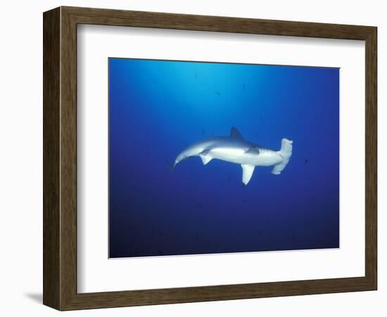 Scalloped Hammerhead Shark, Cocos Island, Costa Rica-Stuart Westmoreland-Framed Photographic Print