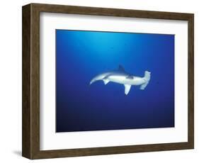 Scalloped Hammerhead Shark, Cocos Island, Costa Rica-Stuart Westmoreland-Framed Photographic Print