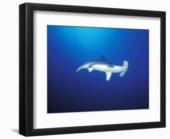 Scalloped Hammerhead Shark, Cocos Island, Costa Rica-Stuart Westmoreland-Framed Photographic Print