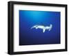 Scalloped Hammerhead Shark, Cocos Island, Costa Rica-Stuart Westmoreland-Framed Photographic Print