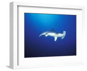 Scalloped Hammerhead Shark, Cocos Island, Costa Rica-Stuart Westmoreland-Framed Photographic Print