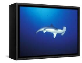 Scalloped Hammerhead Shark, Cocos Island, Costa Rica-Stuart Westmoreland-Framed Stretched Canvas