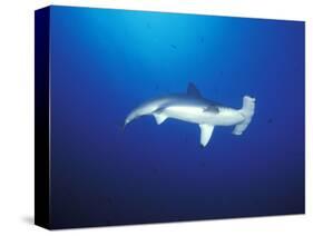 Scalloped Hammerhead Shark, Cocos Island, Costa Rica-Stuart Westmoreland-Stretched Canvas