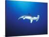 Scalloped Hammerhead Shark, Cocos Island, Costa Rica-Stuart Westmoreland-Stretched Canvas