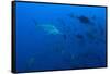 Scalloped Hammerhead Shark School (Sphyrna Lewini)-Reinhard Dirscherl-Framed Stretched Canvas