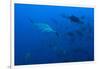 Scalloped Hammerhead Shark School (Sphyrna Lewini)-Reinhard Dirscherl-Framed Photographic Print