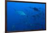 Scalloped Hammerhead Shark School (Sphyrna Lewini)-Reinhard Dirscherl-Framed Photographic Print