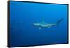 Scalloped Hammerhead Shark (Sphyrna Lewini)-Reinhard Dirscherl-Framed Stretched Canvas