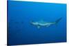 Scalloped Hammerhead Shark (Sphyrna Lewini)-Reinhard Dirscherl-Stretched Canvas