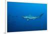 Scalloped Hammerhead Shark (Sphyrna Lewini)-Reinhard Dirscherl-Framed Photographic Print