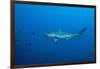 Scalloped Hammerhead Shark (Sphyrna Lewini)-Reinhard Dirscherl-Framed Photographic Print