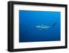 Scalloped Hammerhead Shark (Sphyrna Lewini)-Reinhard Dirscherl-Framed Photographic Print