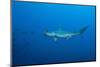 Scalloped Hammerhead Shark (Sphyrna Lewini)-Reinhard Dirscherl-Mounted Photographic Print
