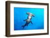 Scalloped hammerhead shark surrounded by Pacific creolefish-Alex Mustard-Framed Photographic Print