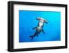 Scalloped hammerhead shark surrounded by Pacific creolefish-Alex Mustard-Framed Photographic Print