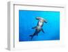 Scalloped hammerhead shark surrounded by Pacific creolefish-Alex Mustard-Framed Photographic Print