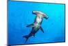 Scalloped hammerhead shark surrounded by Pacific creolefish-Alex Mustard-Mounted Photographic Print