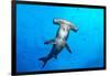 Scalloped hammerhead shark surrounded by Pacific creolefish-Alex Mustard-Framed Photographic Print