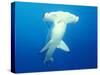 Scalloped Hammerhead Shark-Michele Westmorland-Stretched Canvas