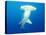 Scalloped Hammerhead Shark-Michele Westmorland-Stretched Canvas