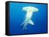 Scalloped Hammerhead Shark-Michele Westmorland-Framed Stretched Canvas