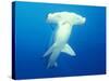 Scalloped Hammerhead Shark-Michele Westmorland-Stretched Canvas