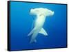 Scalloped Hammerhead Shark-Michele Westmorland-Framed Stretched Canvas