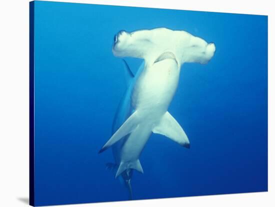 Scalloped Hammerhead Shark-Michele Westmorland-Stretched Canvas