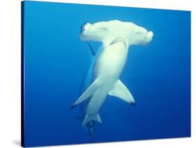 Scalloped Hammerhead Shark-Michele Westmorland-Stretched Canvas