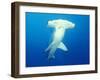 Scalloped Hammerhead Shark-Michele Westmorland-Framed Premium Photographic Print