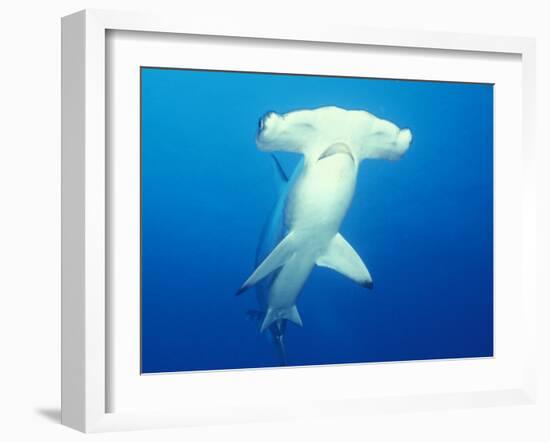 Scalloped Hammerhead Shark-Michele Westmorland-Framed Premium Photographic Print