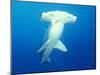 Scalloped Hammerhead Shark-Michele Westmorland-Mounted Premium Photographic Print