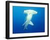 Scalloped Hammerhead Shark-Michele Westmorland-Framed Photographic Print