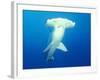 Scalloped Hammerhead Shark-Michele Westmorland-Framed Photographic Print