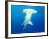 Scalloped Hammerhead Shark-Michele Westmorland-Framed Photographic Print