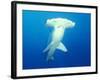 Scalloped Hammerhead Shark-Michele Westmorland-Framed Photographic Print