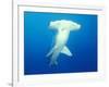 Scalloped Hammerhead Shark-Michele Westmorland-Framed Photographic Print