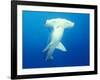 Scalloped Hammerhead Shark-Michele Westmorland-Framed Photographic Print