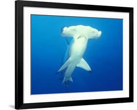 Scalloped Hammerhead Shark-Michele Westmorland-Framed Photographic Print