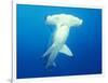 Scalloped Hammerhead Shark-Michele Westmorland-Framed Photographic Print