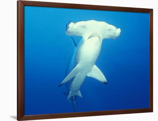 Scalloped Hammerhead Shark-Michele Westmorland-Framed Photographic Print