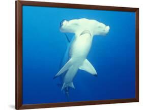 Scalloped Hammerhead Shark-Michele Westmorland-Framed Photographic Print