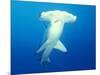 Scalloped Hammerhead Shark-Michele Westmorland-Mounted Photographic Print